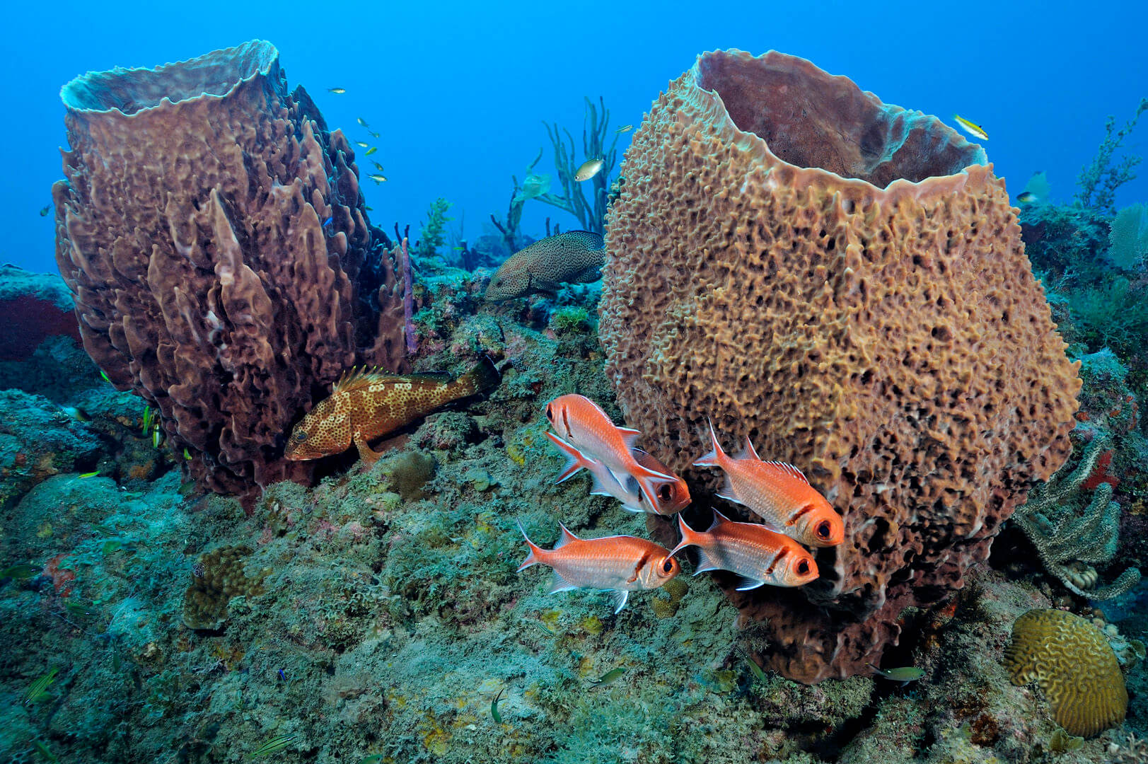 Fish swimming around a coral reef